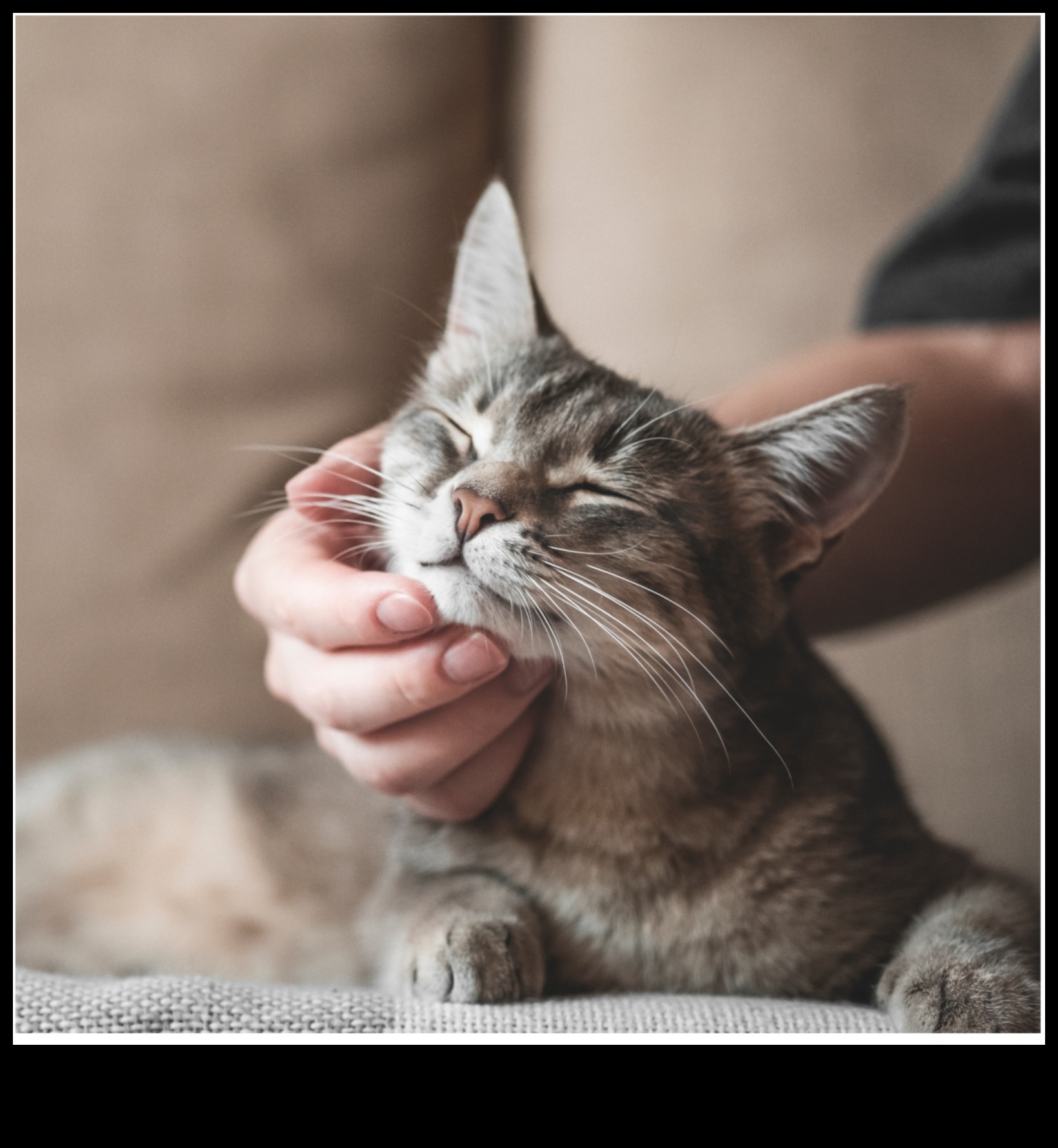 Kedi Kültürü: Dünya Çapında Kedi Etkilerinin Kutlanması