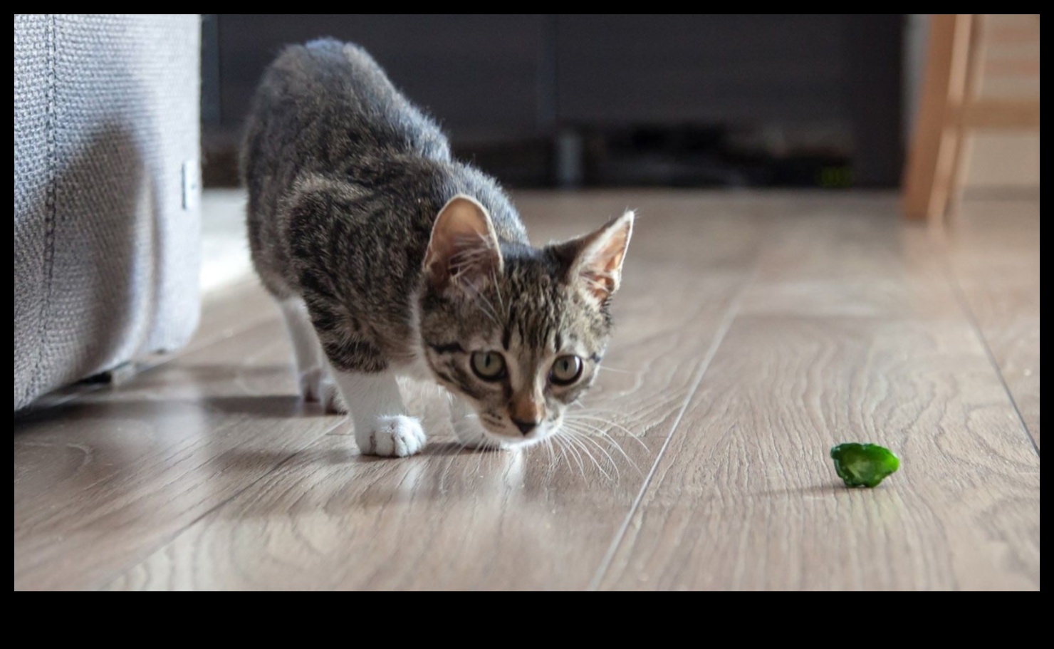 Kedi Jimnastiği: Kedinizi Çevik ve Mutlu Tutmak İçin Eğlenceli Egzersizler